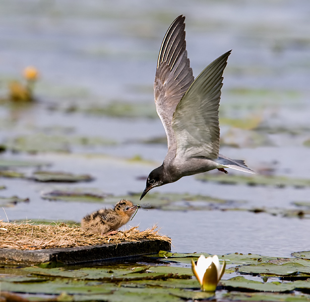 27 zwarte stern voert libelle.jpg